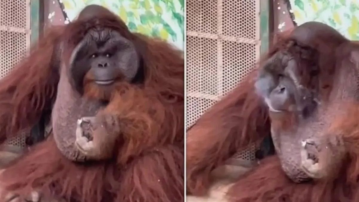 Viral Video: Orangutan Adopts 3 Adorable Tiger Cubs, Lovingly Feeds & Plays  With Them | Watch