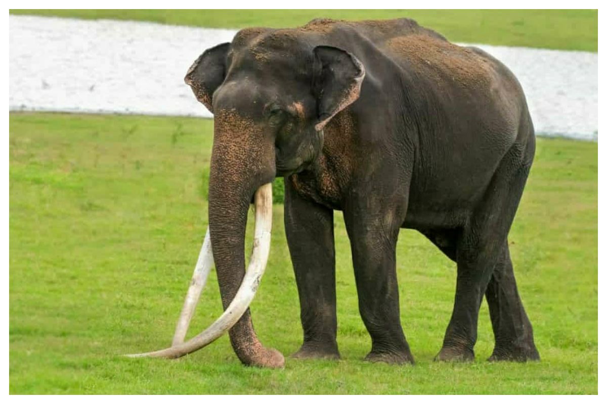 Bhogeshwar, India’s Elephant With Longest Tusks, Dies Of Old Age At