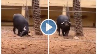 Viral Video: Buffalo Saves An Upside Down Tortoise by Flipping it Over With Horn | Watch