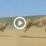 Viral Video: Swift Cheetah Runs At Its Fastest Speed, Netizens Call It Mesmerising. Watch
