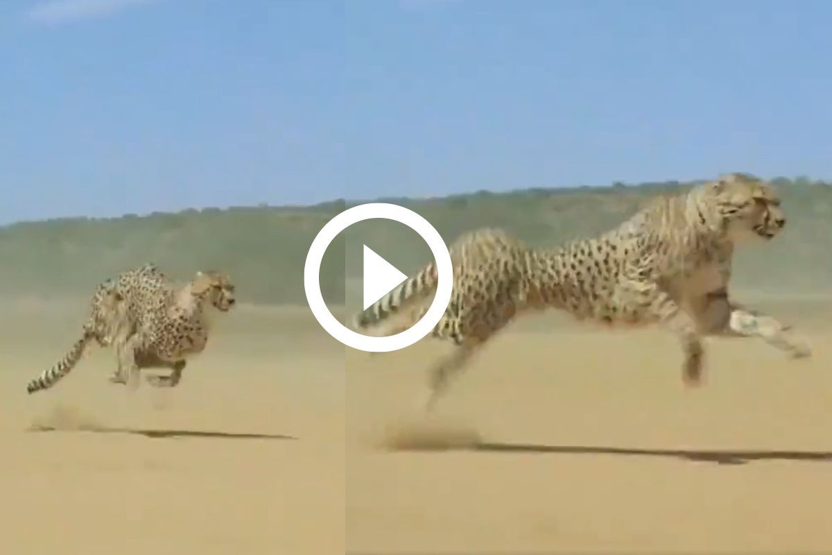 Cheetah Viral Video