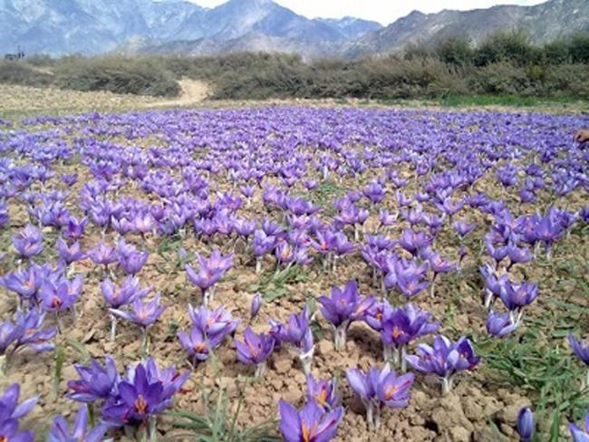 saffron fields kashmir, adventure sports in kishtwar