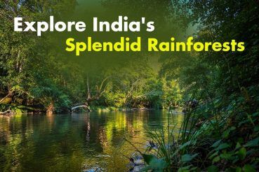World Rainforest Day 2022: Leap Into The Wild And Explore Depth Of Indian Rainforests