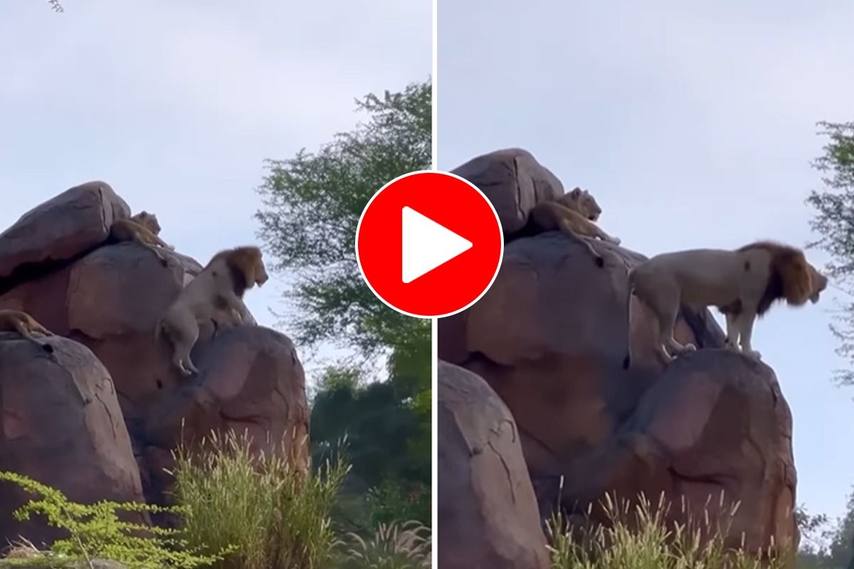 Sher Ka Video