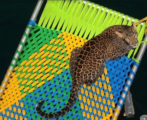 Drowning Leopard Rescued From 45-Feet Deep Well With Charpoy, Released ...