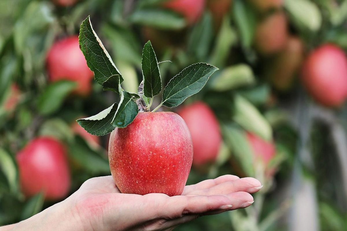 स्वस्थ खानपान : इन 5 फलों के बीज भूलकर भी न खाएं, हो सकती हैं कई समस्याएं