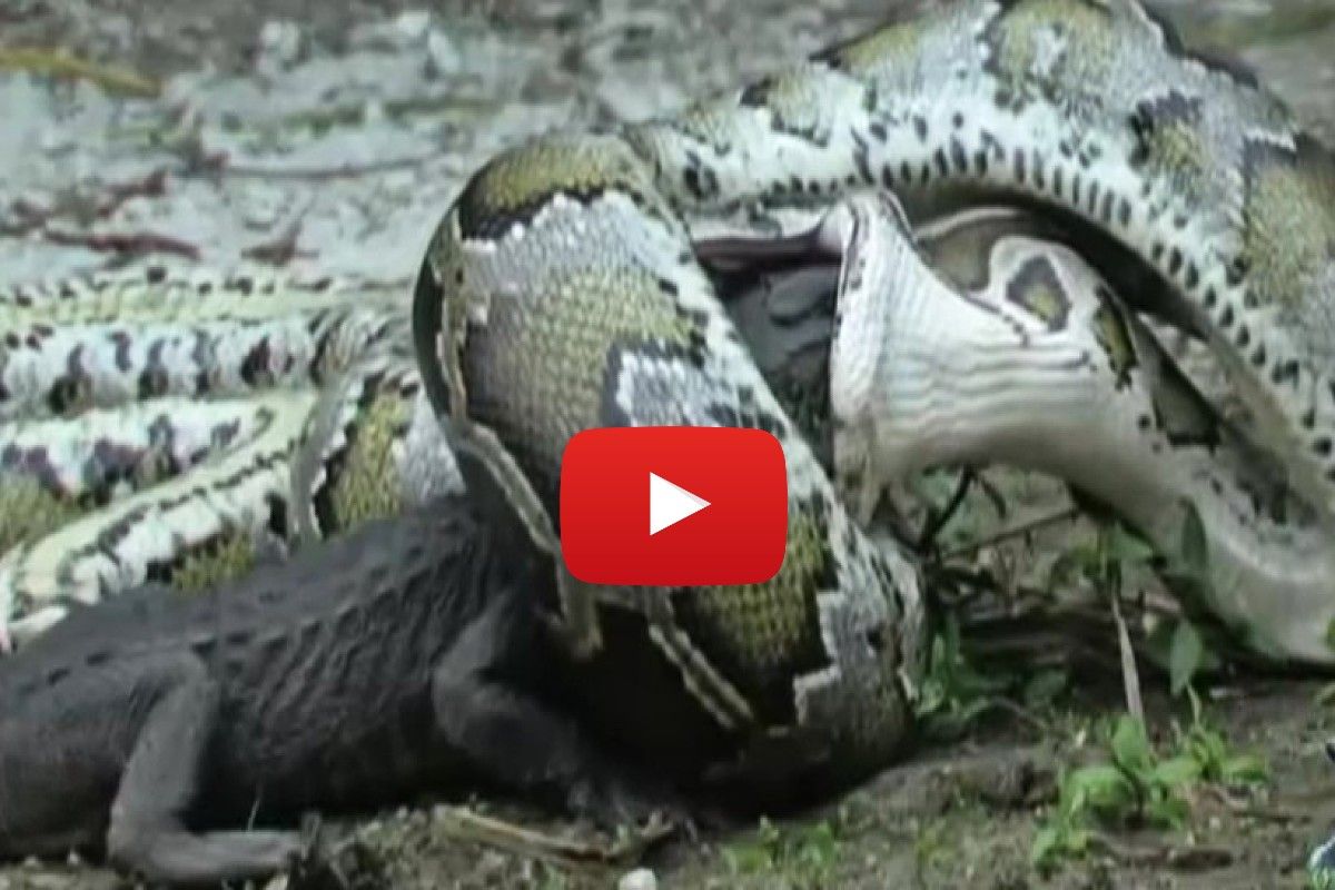 Azgar Ka Video: नदी किनारे मगरमच्छ पर टूट पड़ा अजगर, देखते ही देखते ...
