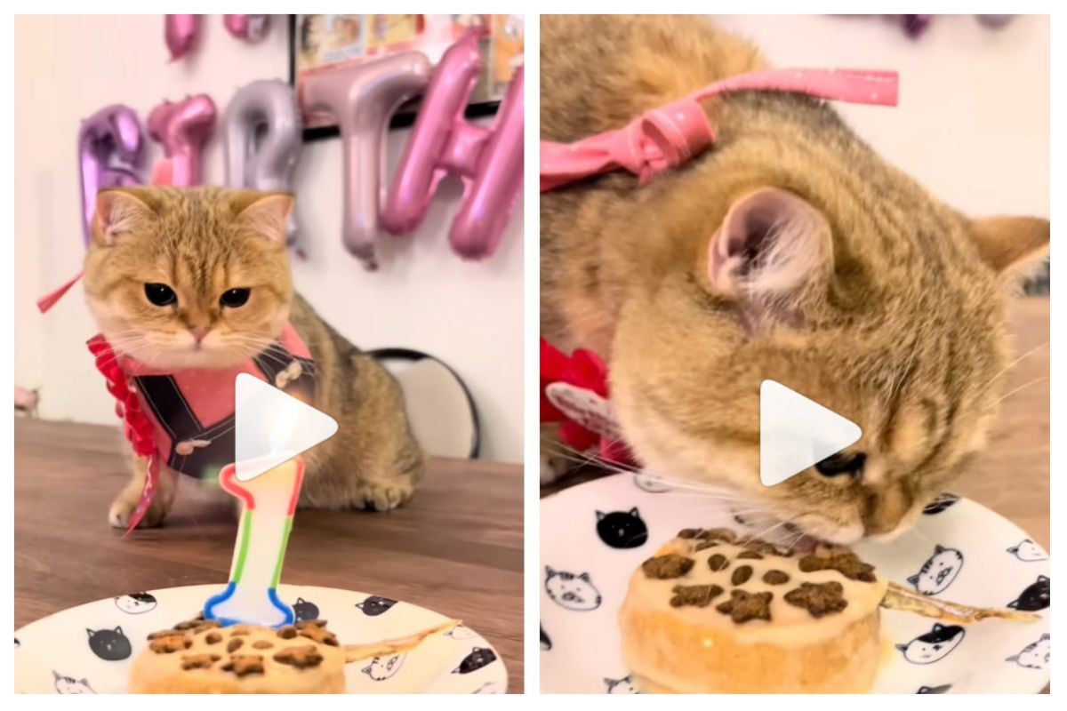 Adorable Cat Celebrates Her First Birthday With Cute Dress & A Purr-Fect Cake