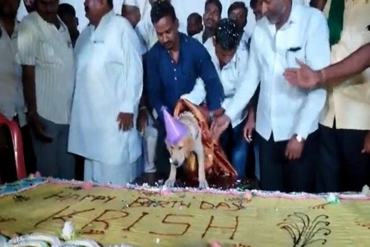 Karnataka Man Throws Grand Birthday Party For Pet Dog With 100 Kg Cake,  Video Goes Viral