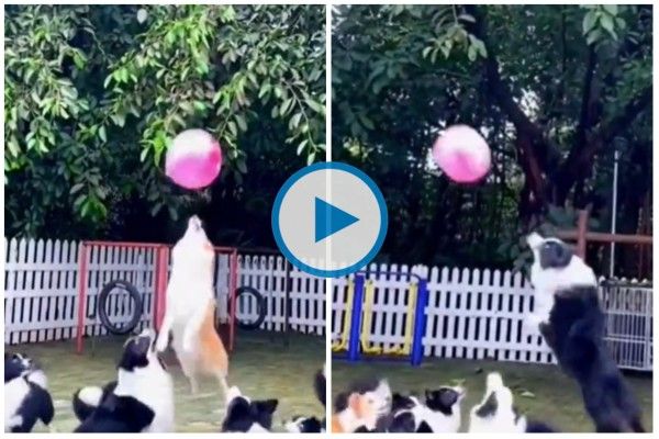 This Super Cute Clip of Dogs Playing Catch With Balloon Will Make Your Day Brighter