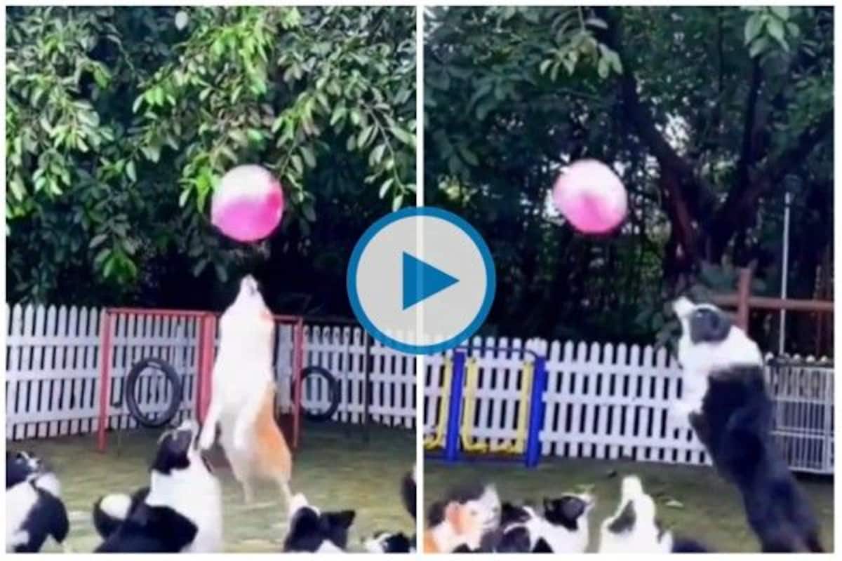 Viral Video This Super Cute Clip of Dogs Playing Catch With Balloon Will  Make Your Day Brighter | Watch