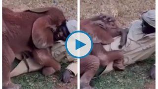 Viral Video: Baby Elephant Cuddling & Playing With His Keeper Is The Cutest Thing on The Internet | Watch