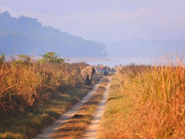 jim corbett safari, jim corbett abnned in monsson, jim corbett bookings