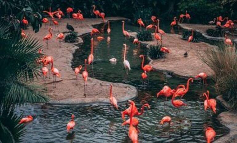 Viral Optical Illusion: Can You Find The Hippopotamus Hiding Among Flamingos in 60 Seconds?
