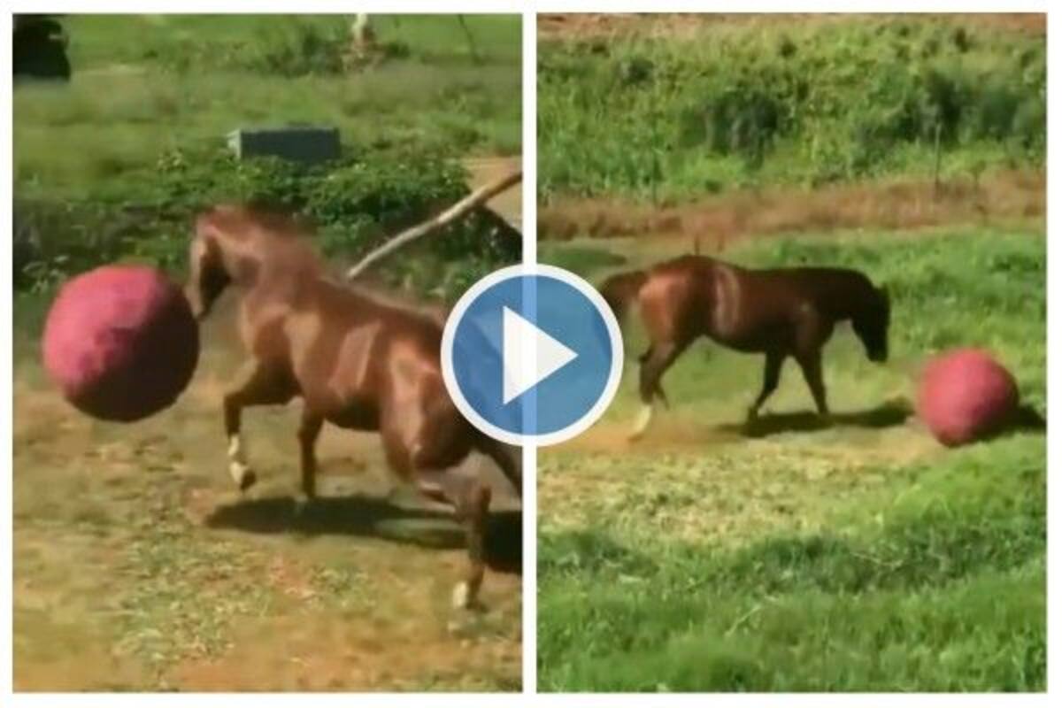 Viral Video: Happy Horse Runs Around & Plays With Giant Ball, Internet Loves It | Watch