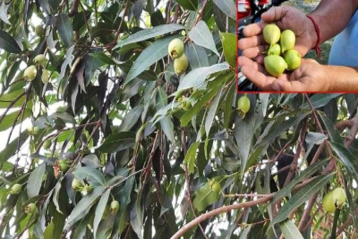 Gulab Jamun Ka Ped