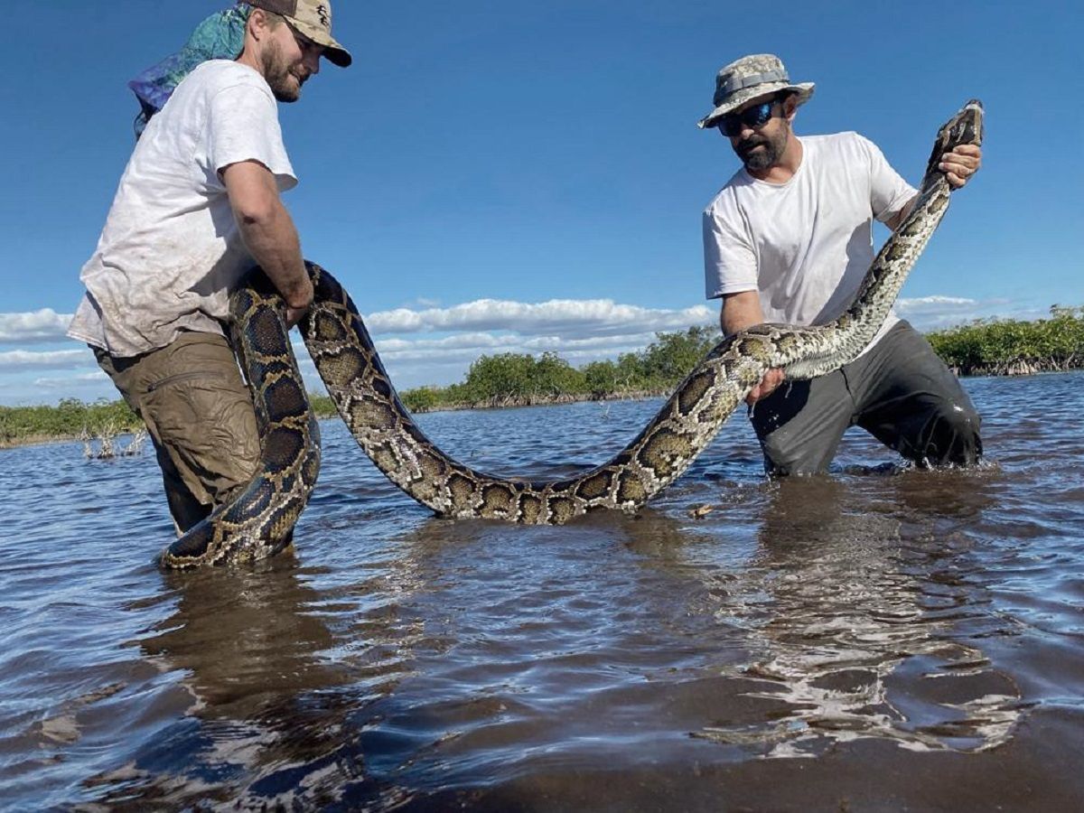 Heaviest Python Ever Captured in Florida: 18 Feet Long Snake Weighs 98 Kg