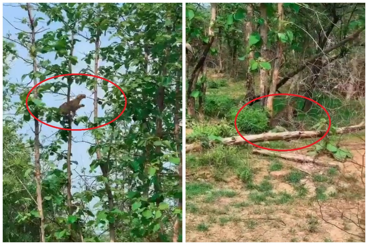 Viral Video: Hungry Leopard Hunts Baby Monkey By Jumping on Tree at Panna Tiger Reserve | Watch