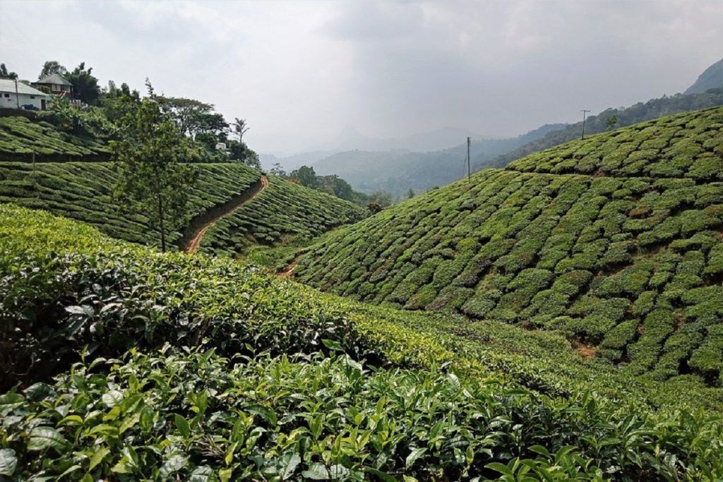 Munnar, the best place for couples to travel, Top 5 happiest travel destinations in india, top 5 happiest destination in India, happy places in India, top 5 happy places in India to travel, India travel, Incredible India
