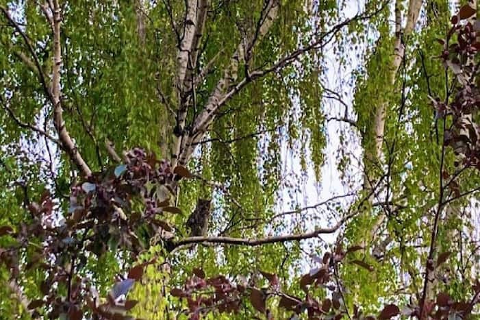 Viral Optical Illusion: Can You Find The 3 Owls Sitting on This Tree in 30 Seconds?