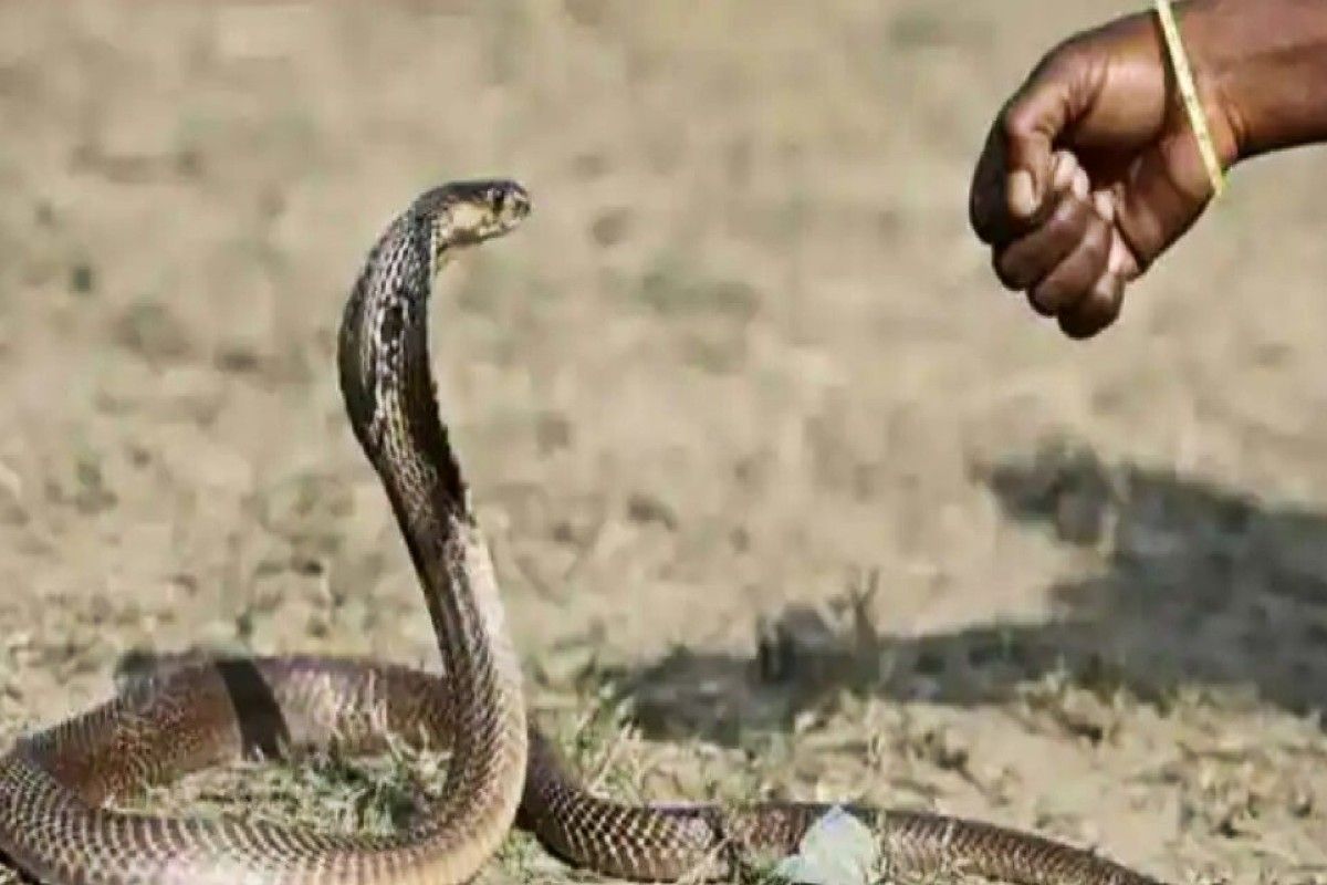 Snake bites Woman, Husband Takes Both Wife And Reptile To The Hospital In Uttar Pradesh's Unnao