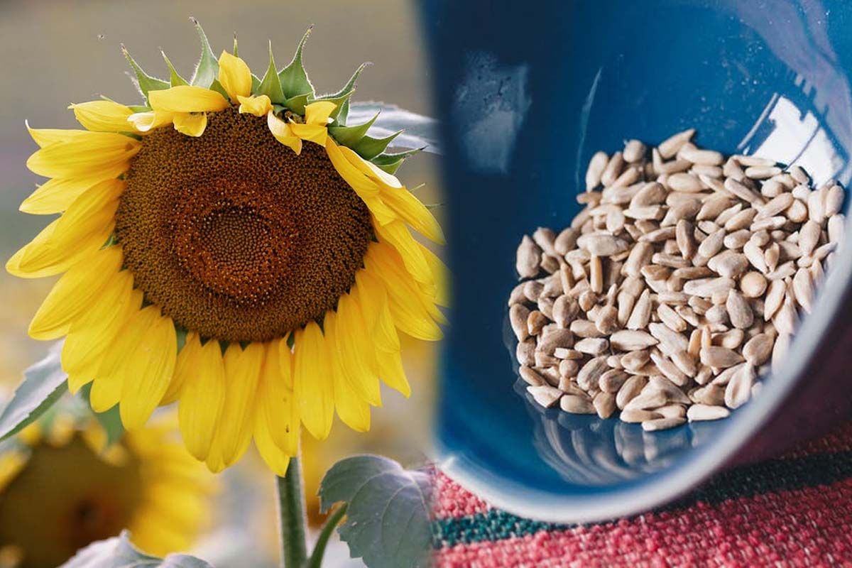 यूरिक एसिड से पीड़ित हैं तो आजमाएं ये घरेलू उपाय, दर्द से जल्द मिलेगा