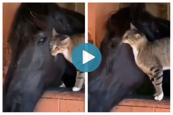 Cat Can't Stop Cuddling With Horse, Internet Loves Their Cute Friendship
