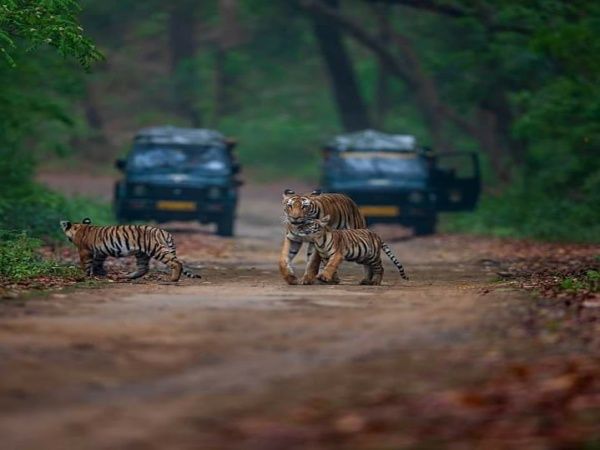 jim corbett safari, jim corbett abnned in monsson, jim corbett bookings
