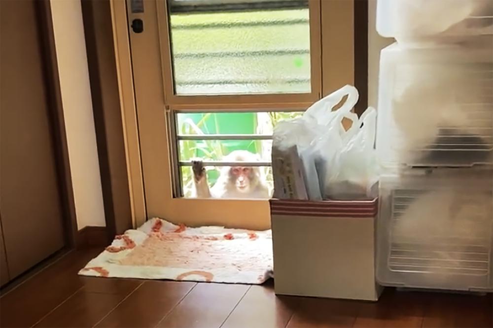 This image from a video shows a monkey loitering around a home in Yamaguchi, western Japan, Saturday, July 23, 2022. (Anonymous via AP)