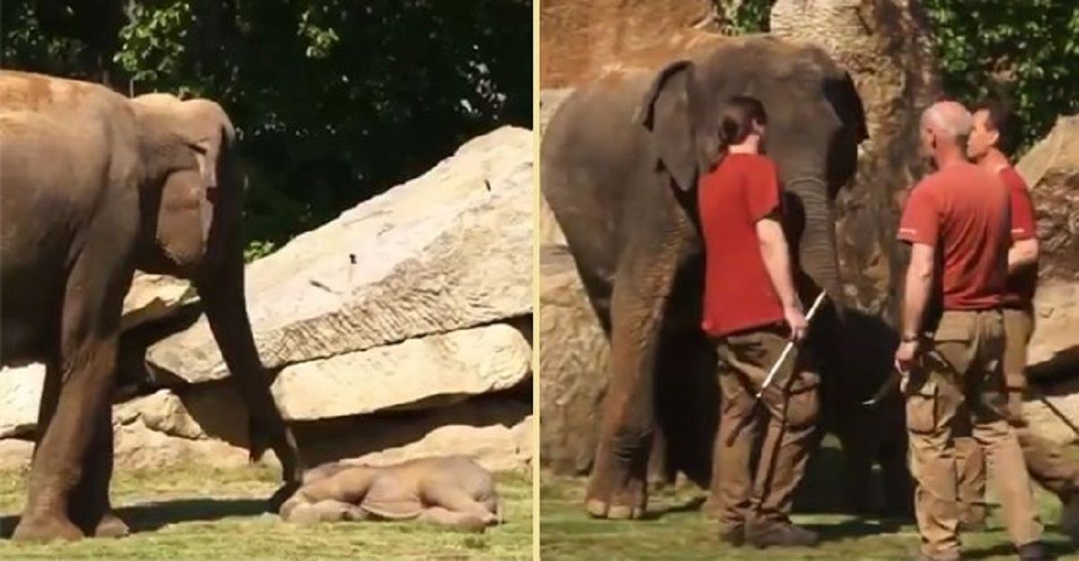 Viral Video: Mommy Elephant Asks Zookeepers To Help Wake Up ...