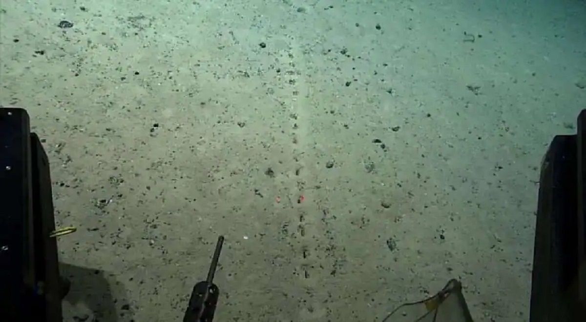 The holes appear as a closely aligned, regularly repeating pattern. Tiny piles of sediment are piled around them. (Image credit: NOAA)