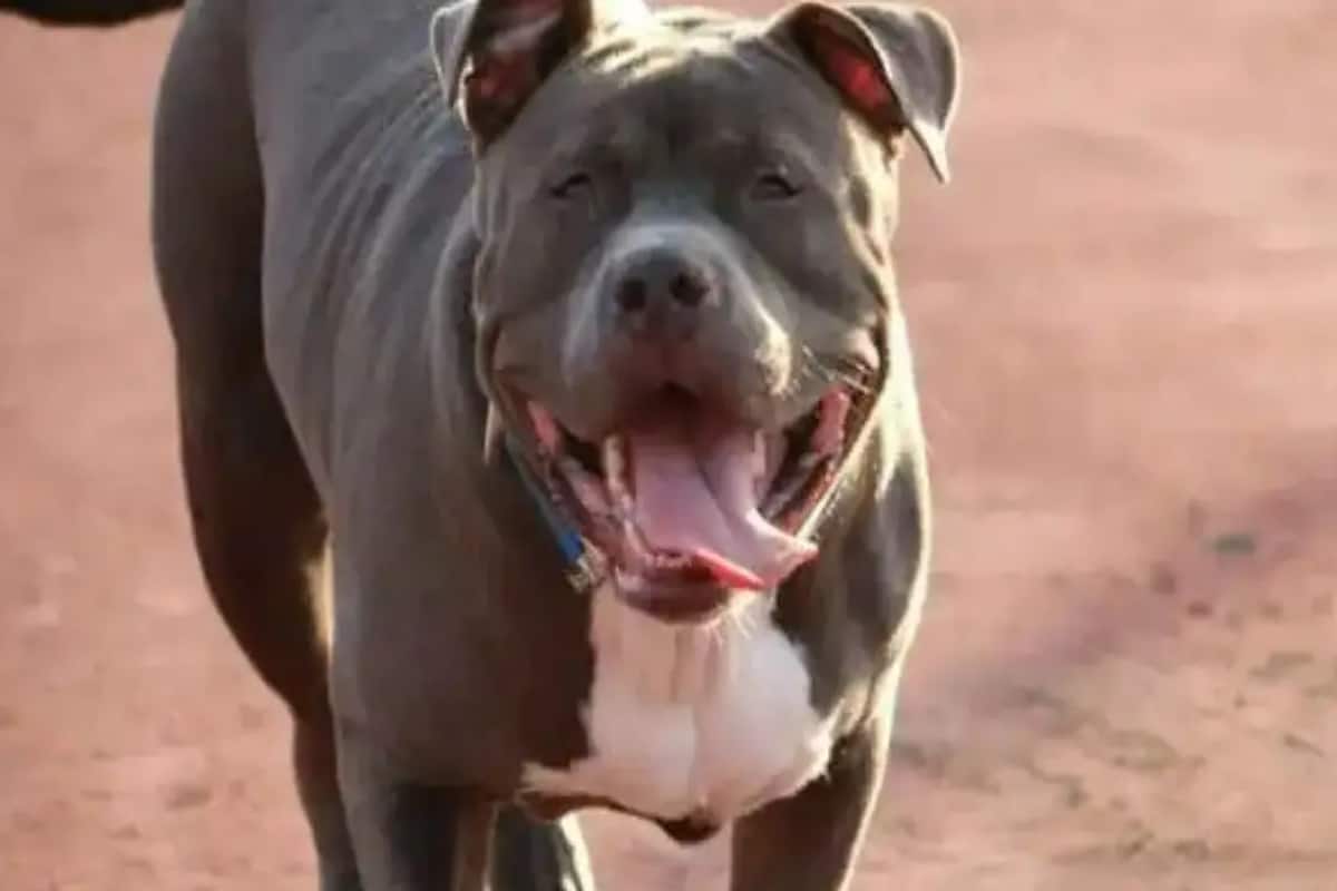 Remember The Pitbull Who Killed Elderly Woman? 8 NGOs Have Come Forward to  Adopt The Dog