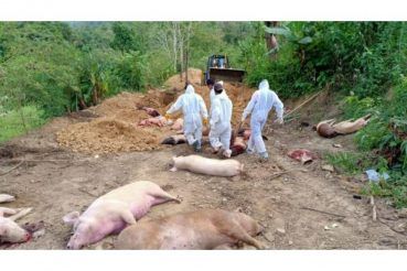 African swine fever, mizoram, northeast, assam, tripura