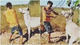 Viral Video: Man Beats Up Donkey, Gets Instant Karma. Netizens Say He  Deserves It. Watch