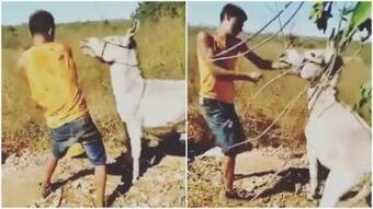 Viral Video: Man Beats Up Donkey, Gets Instant Karma. Netizens Say He Deserves It. Watch Viral Video: Man Beats Up Donkey, Gets Instant Karma. Netizens Say He Deserves It. Watch