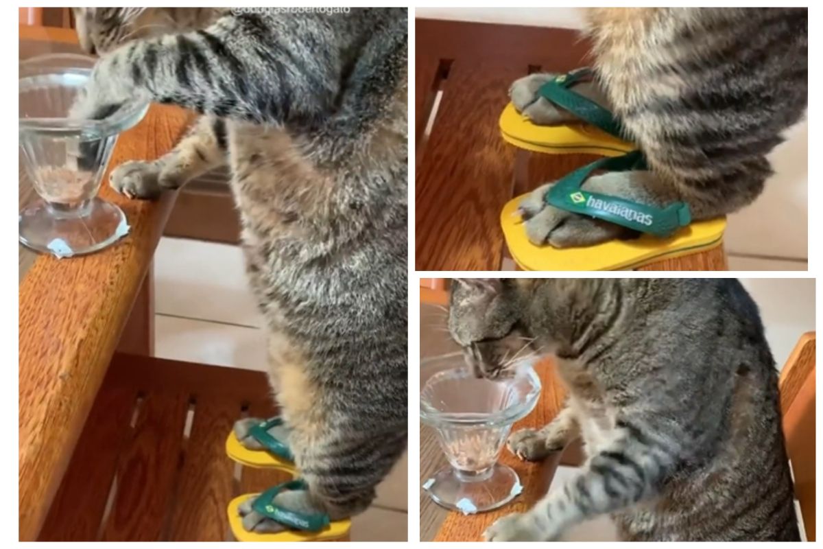 Flip flops sale for cats