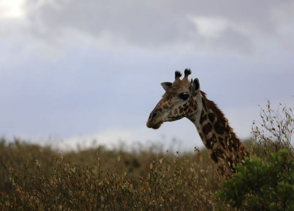 Giraffes in Masai Mara