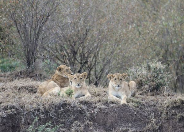 Masai Mara