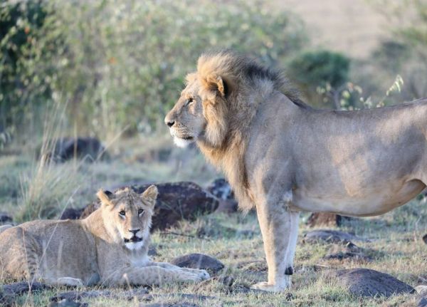 Lions in Masai Mara
