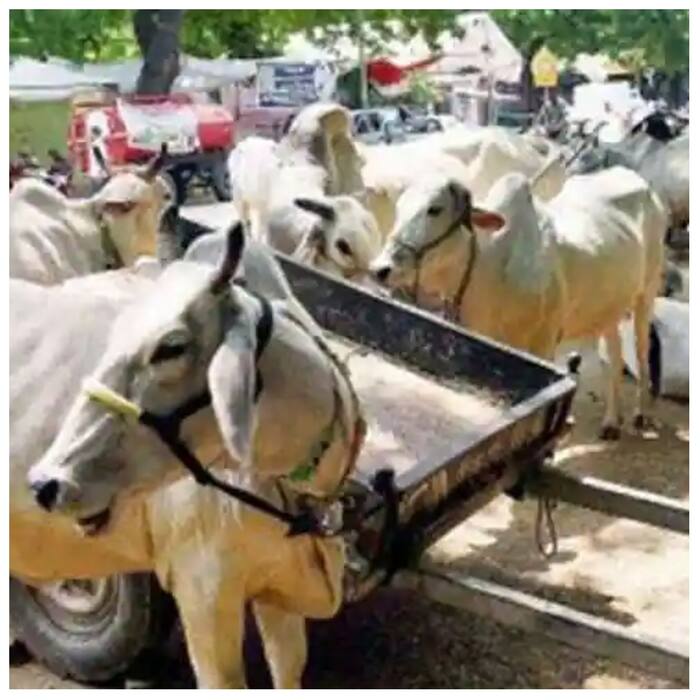 Cow Urine Price