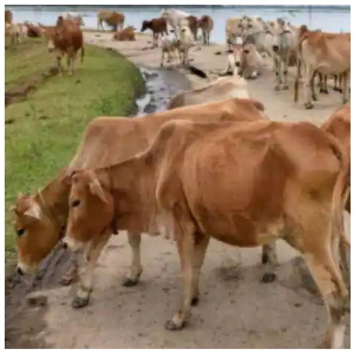 Cow Urine Rs 4 Per Litre