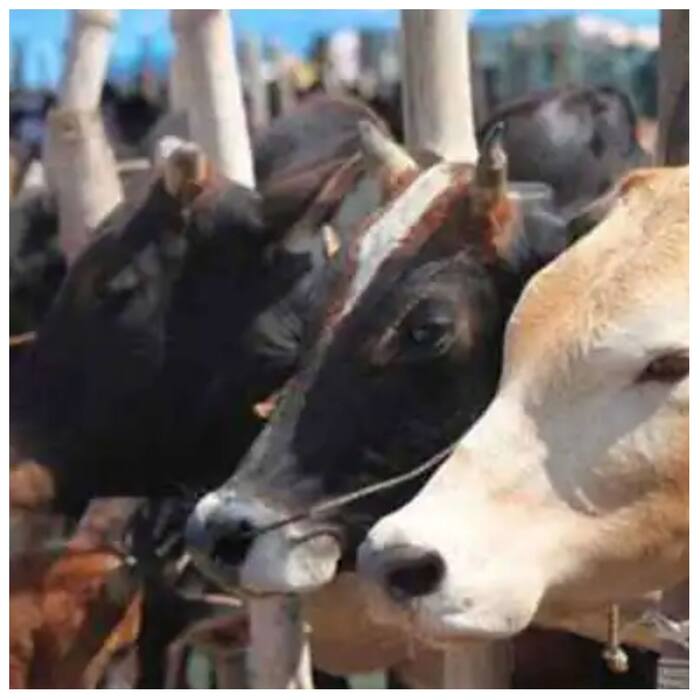 Cow Dung