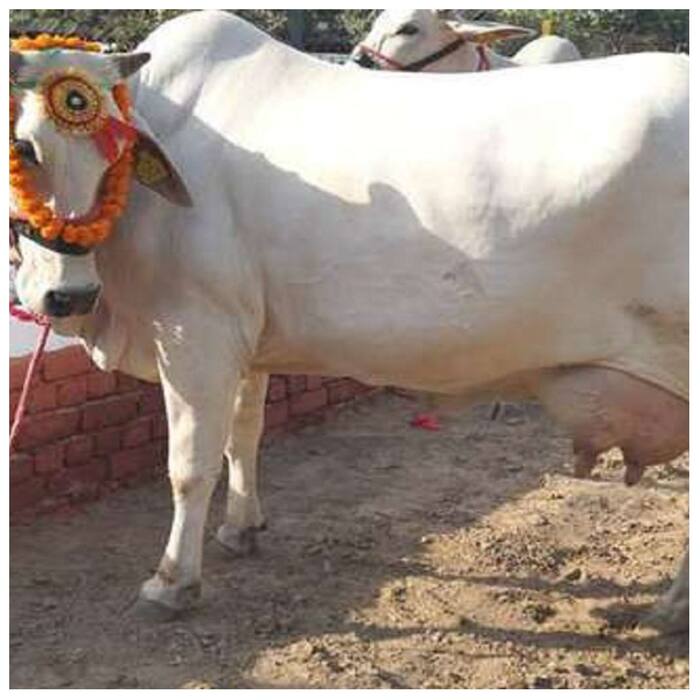 Cow helps to give long life