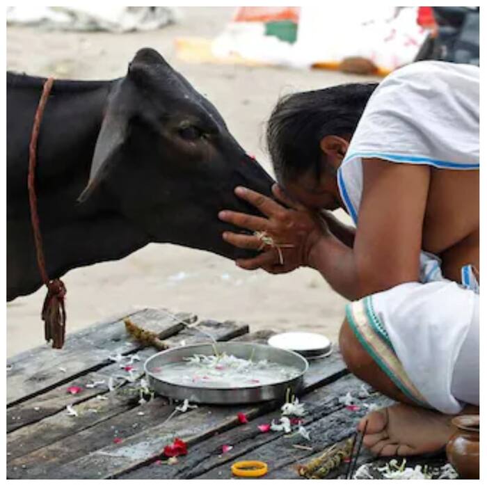 Cow Urine Rs 4 Per Litre