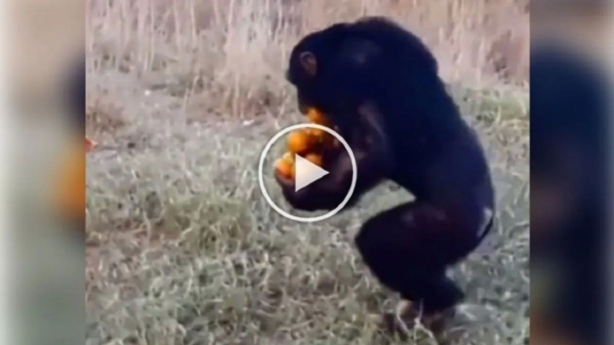 Viral Video: Greedy Chimpanzee Carries Fruits in His Hands, Mouth and Feet.  Netizens Can Relate