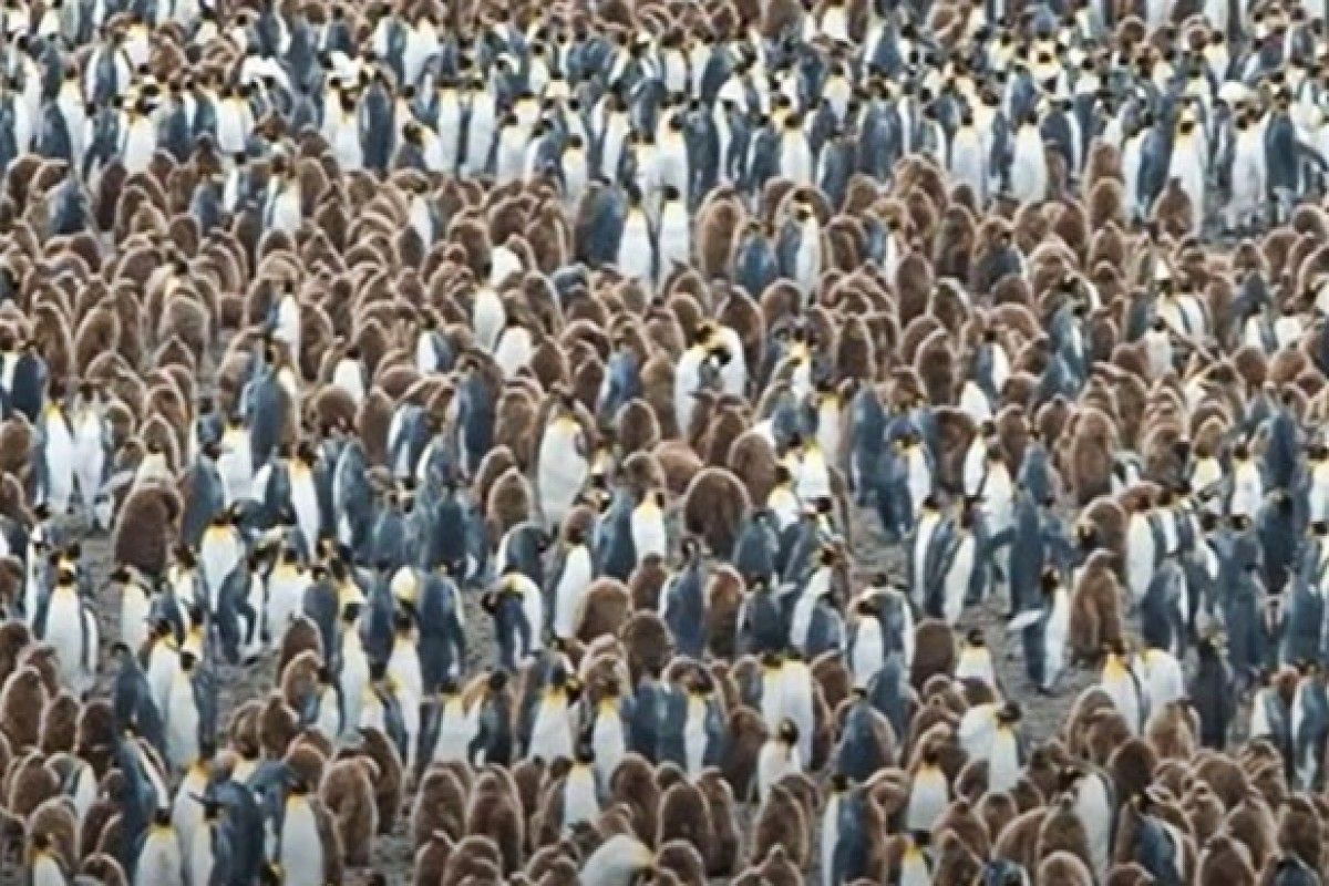 आता कळेल किती तीक्ष्ण आहे तुमची नजर, शेकडो पेंग्विनमध्ये शोधून दाखवा पांडा 