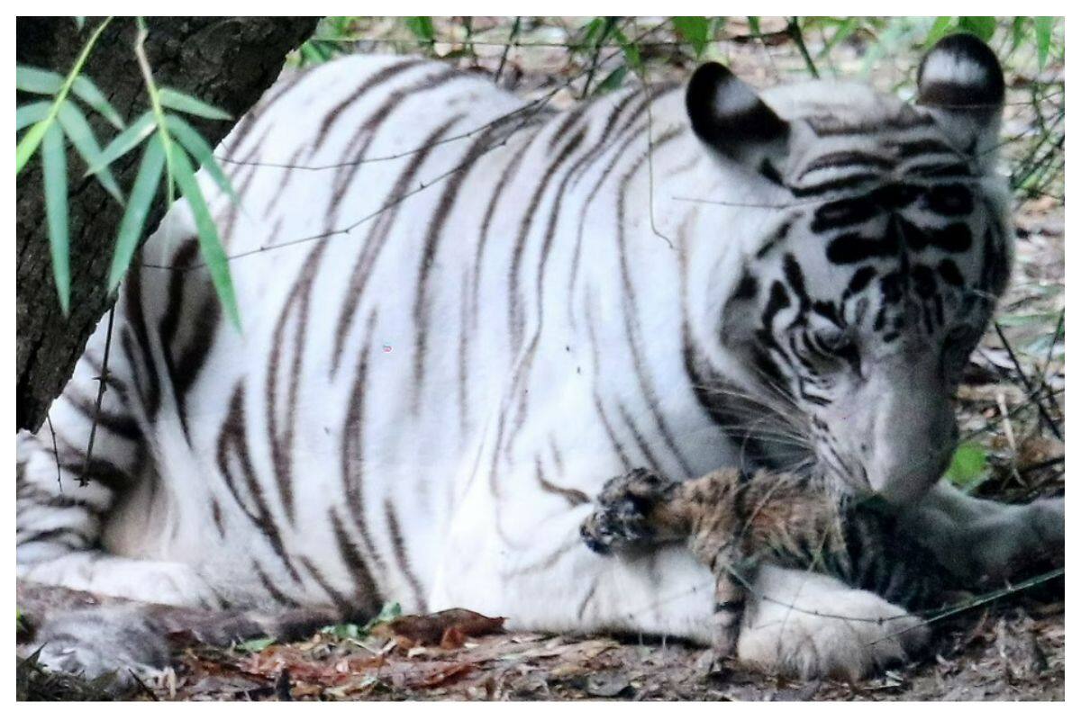 Indore Zoo Celebrates Rare Event As White Tigress Ragini Gives Birth To 3 Cubs Of Which 2 Are Tricoloured