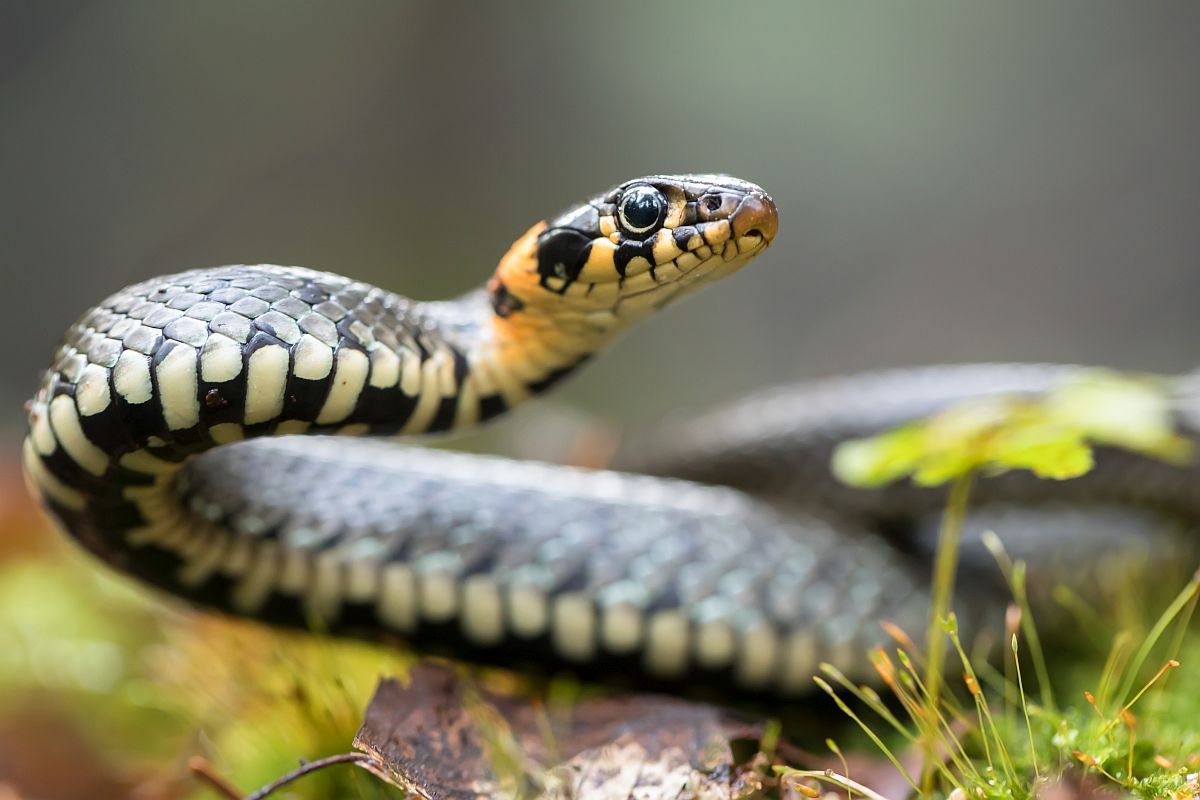 snake-bites-man-in-bihar-he-captures-it-carries-it-to-hospital-for