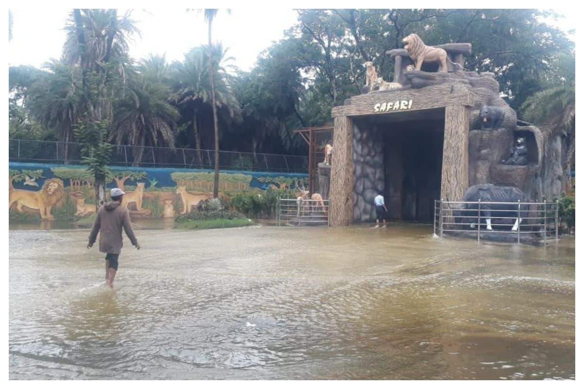Safari Park At Hyderabad Zoo Flooded Following Heavy Rains, Animals In Night Enclosures Safari Park At Hyderabad Zoo Flooded Following Heavy Rains, Animals In Night Enclosures