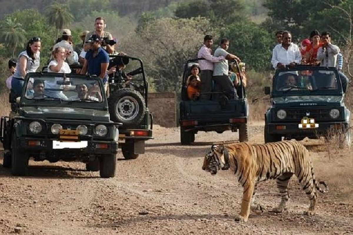 इस बार घूमिये रणथंभौर राष्ट्रीय उद्यान और लीजिए जीप सफारी का आनंद, जानिए  कैसे पहुंचें यहां?